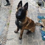 Apy   Berger Belge Tervueren Femelle - Garde d'animaux à domicile