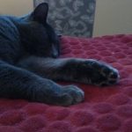 Mimi   Croisé Hongre - Garde d'animaux à domicile