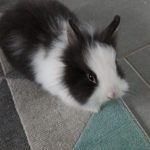 Danette   Angora Français Femelle - Garde d'animaux à domicile