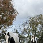 Pearl   Irish-Cob Femelle - Garde d'animaux à domicile