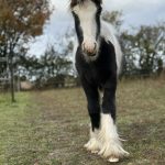 Passion   Irish-Cob Femelle - Garde d'animaux à domicile