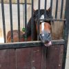 Images de profil de Sara - Blooming Pets - Petsitting et garde d'animaux à domicile