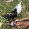 Images de profil de Sara - Blooming Pets - Petsitting et garde d'animaux à domicile