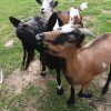 Images de profil de Sara - Blooming Pets - Petsitting et garde d'animaux à domicile