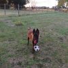Images de profil de Sara - Blooming Pets - Petsitting et garde d'animaux à domicile