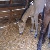Images de profil de Sara - Blooming Pets - Petsitting et garde d'animaux à domicile