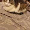 Images de profil de Sara - Blooming Pets - Petsitting et garde d'animaux à domicile