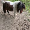 Images de profil de Sara - Blooming Pets - Petsitting et garde d'animaux à domicile