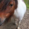 Images de profil de Sara - Blooming Pets - Petsitting et garde d'animaux à domicile