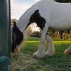 Images de profil de Sara - Blooming Pets - Petsitting et garde d'animaux à domicile