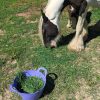 Images de profil de Sara - Blooming Pets - Petsitting et garde d'animaux à domicile