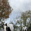 Images de profil de Sara - Blooming Pets - Petsitting et garde d'animaux à domicile