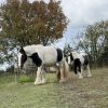 Images de profil de Sara - Blooming Pets - Petsitting et garde d'animaux à domicile