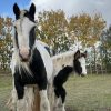 Images de profil de Sara - Blooming Pets - Petsitting et garde d'animaux à domicile