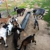 Images de profil de Sara - Blooming Pets - Petsitting et garde d'animaux à domicile