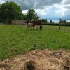 Images de profil de Sara - Blooming Pets - Petsitting et garde d'animaux à domicile