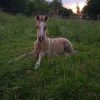 Images de profil de Sara - Blooming Pets - Petsitting et garde d'animaux à domicile