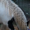 Images de profil de Sara - Blooming Pets - Petsitting et garde d'animaux à domicile