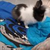 Images de profil de Sara - Blooming Pets - Petsitting et garde d'animaux à domicile