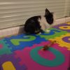 Images de profil de Sara - Blooming Pets - Petsitting et garde d'animaux à domicile