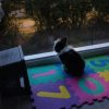 Images de profil de Sara - Blooming Pets - Petsitting et garde d'animaux à domicile