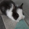 Images de profil de Sara - Blooming Pets - Petsitting et garde d'animaux à domicile