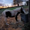 Images de profil de Sara - Blooming Pets - Petsitting et garde d'animaux à domicile