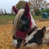 Images de profil de Sara - Blooming Pets - Petsitting et garde d'animaux à domicile
