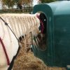 Images de profil de Sara - Blooming Pets - Petsitting et garde d'animaux à domicile