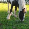 Images de profil de Sara - Blooming Pets - Petsitting et garde d'animaux à domicile