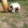 Images de profil de Sara - Blooming Pets - Petsitting et garde d'animaux à domicile