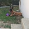 Images de profil de Sara - Blooming Pets - Petsitting et garde d'animaux à domicile