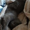 Images de profil de Sara - Blooming Pets - Petsitting et garde d'animaux à domicile