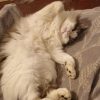 Images de profil de Sara - Blooming Pets - Petsitting et garde d'animaux à domicile