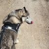Images de profil de Sara - Blooming Pets - Petsitting et garde d'animaux à domicile
