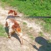 Images de profil de Sara - Blooming Pets - Petsitting et garde d'animaux à domicile