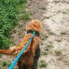 Images de profil de Sara - Blooming Pets - Petsitting et garde d'animaux à domicile