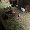Images de profil de Sara - Blooming Pets - Petsitting et garde d'animaux à domicile