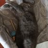 Images de profil de Sara - Blooming Pets - Petsitting et garde d'animaux à domicile