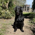 Taya   Labrador Retriever Femelle - Garde d'animaux à domicile