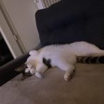 Tango   European Shorthair (Européen) Mâle stérilisé - Garde d'animaux à domicile