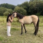 Nirvana   Selle Français Femelle - Garde d'animaux à domicile