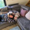 Images de profil de Constance - Blooming Pets - Petsitting et garde d'animaux à domicile