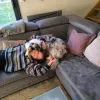 Images de profil de Constance - Blooming Pets - Petsitting et garde d'animaux à domicile