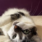 Pixie   Chat de gouttière (Commun) Femelle - Garde d'animaux à domicile