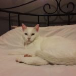 Snow   Chat de gouttière (Commun) Mâle stérilisé - Garde d'animaux à domicile