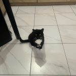 Hekla   Chat de gouttière (Commun) Femelle - Garde d'animaux à domicile