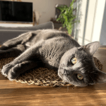 Nox   Chartreux Femelle - Garde d'animaux à domicile