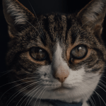 Cachette   Chat de gouttière (Commun) Femelle - Garde d'animaux à domicile