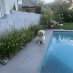 Maxou   Coton de Tuléar Mâle - Garde d'animaux à domicile